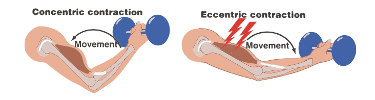 Concentric vs eccentric contraction